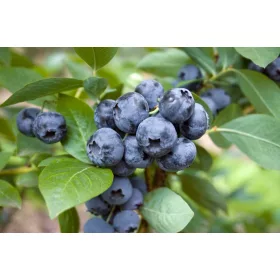   Kék nagy áfonya - Vaccinium corymbosum 'Elisabeth' 