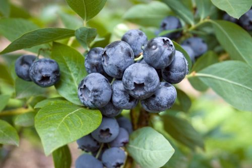 Kék nagy áfonya - Vaccinium corymbosum 'Elisabeth' 