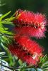 Kefevirág fa - Callistemon citrinus