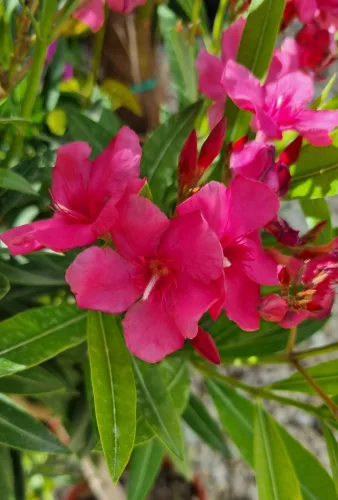  Törzses leander - Nerium Oleander - sötét rózsaszín