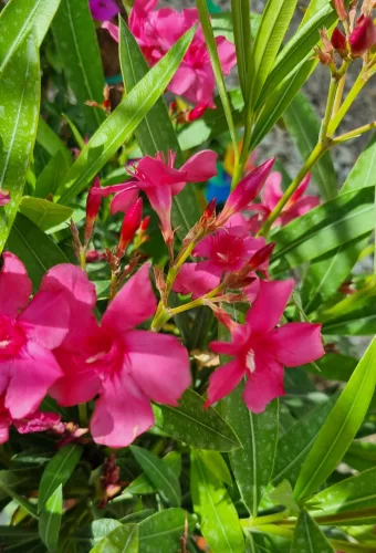  Törzses leander - Nerium Oleander - sötét rózsaszín