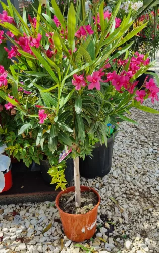  Törzses leander - Nerium Oleander - sötét rózsaszín