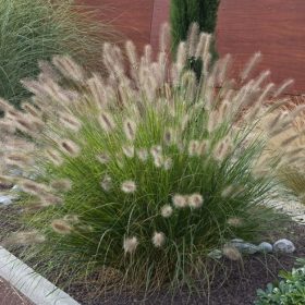   Törpe tollborzfű - Pennisetum alopecuroides 'Little Bunny'