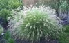 Törpe tollborzfű - Pennisetum alopecuroides 'Little Bunny'
