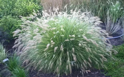 Törpe tollborzfű - Pennisetum alopecuroides 'Little Bunny'