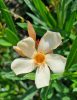 Leander - Nerium oleander - barack - 15cs