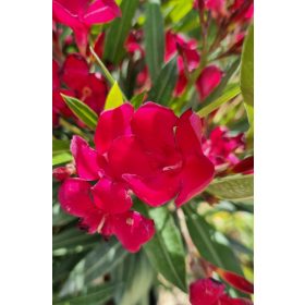 Leander - Nerium oleander - piros - 15cs