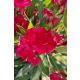 Leander - Nerium oleander - piros - 15cs