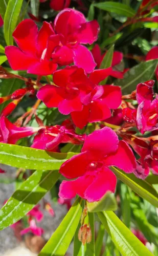 Leander - Nerium oleander - piros - 15cs