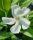 Leander - Nerium oleander - fehér - 15cs