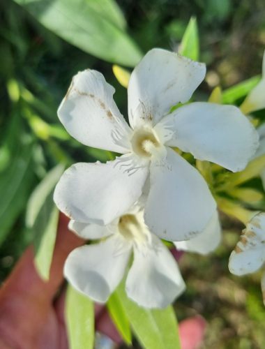 Leander - Nerium oleander - fehér - 15cs