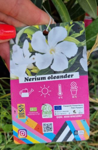 Leander - Nerium oleander - fehér - 15cs