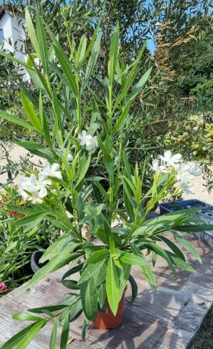 Leander - Nerium oleander - fehér - 15cs