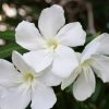 Leander - Nerium oleander - fehér - 15cs