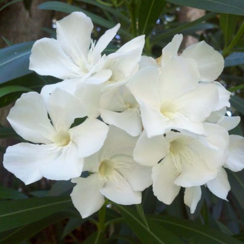 Leander - Nerium oleander - fehér - 15cs
