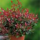 Korallberkenye - Photinia 'Little Red Robin'