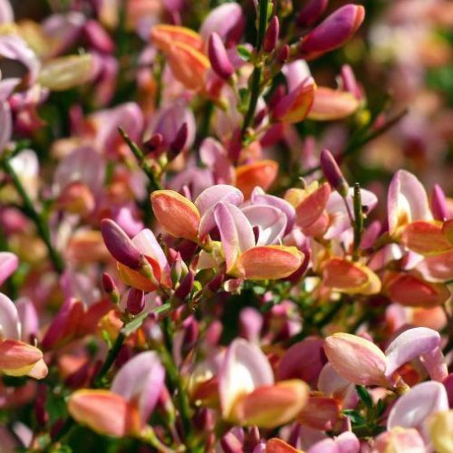 Lilás-rózsaszín zanót - Cytisus 'Zeelandia'