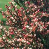 Lilás-rózsaszín zanót - Cytisus 'Zeelandia'