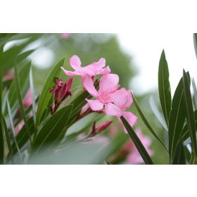 Leander - Nerium oleander 3 féle színben