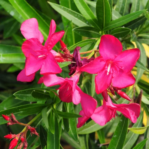Leander - Nerium oleander 3 féle színben