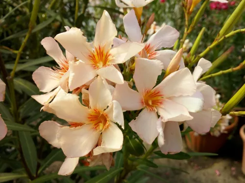 Leander - Nerium oleander 3 féle színben