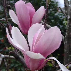   Rózsaszín,nagyvirágú Liliomfa -Magnolia 'Royal Crown'