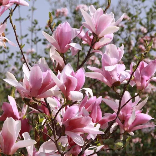 Rózsaszín,nagyvirágú Liliomfa -Magnolia 'Royal Crown'