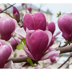   Lila virágú tulipánfa / liliomfa - Magnolia 'Rustica Rubra'