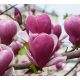 Lila virágú tulipánfa / liliomfa - Magnolia 'Rustica Rubra'