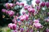 Lila virágú tulipánfa / liliomfa - Magnolia 'Rustica Rubra'