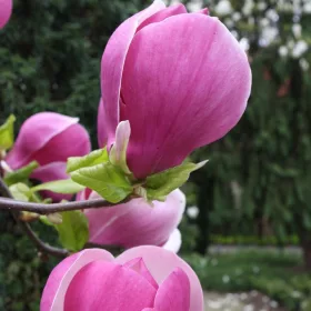   'Lilásrózsaszín liliomfa - Magnolia 'Lennei'