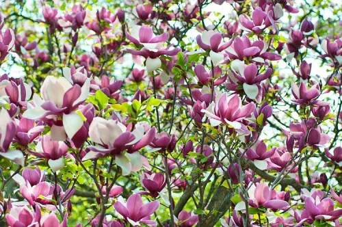'Lilásrózsaszín liliomfa - Magnolia 'Lennei'