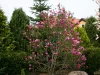 Bíborvörös liliomfa - Magnolia 'Nigra'