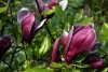 Bíborvörös liliomfa - Magnolia 'Nigra'