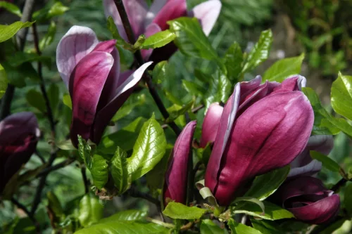 Bíborvörös liliomfa - Magnolia 'Nigra'