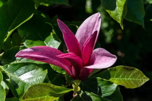 Bíborvörös liliomfa - Magnolia 'Nigra'