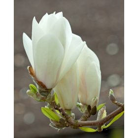 Fehér virágú lilomfa - Magnolia 'Alba superba'