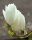 Fehér virágú lilomfa - Magnolia 'Alba superba'