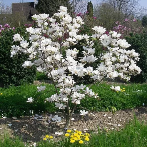 Fehér virágú lilomfa - Magnolia 'Alba superba'