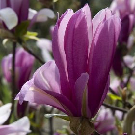 Bíbor nagyvirágú liliomfa - Magnolia 'Rickii'