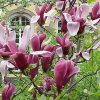 Bíbor nagyvirágú liliomfa - Magnolia 'Rickii'