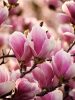 Lilásrózsaszín, nagyvirágú liliomfa - Magnolia 'Alexandrina'