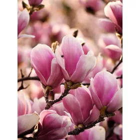   Lilásrózsaszín, nagyvirágú liliomfa - Magnolia 'Alexandrina'