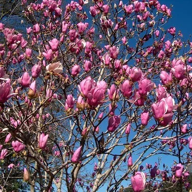 Lilásrózsaszín, nagyvirágú liliomfa - Magnolia 'Alexandrina'