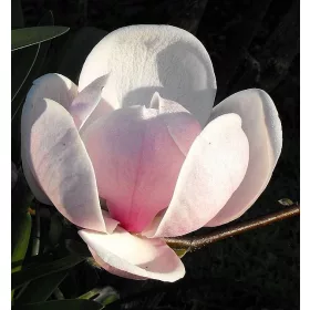 Krémfehér liliomfa - Magnolia 'Sundew'