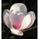 Krémfehér liliomfa - Magnolia 'Sundew'