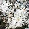 Fehér Csillagvirágú liliomfa - Magnolia 'Royal Star' K3