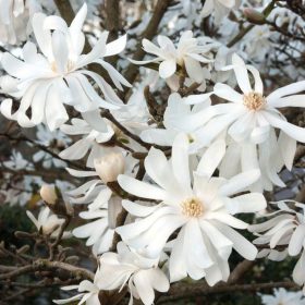   Fehér Csillagvirágú liliomfa - Magnolia 'Royal Star' K3