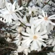 Fehér Csillagvirágú liliomfa - Magnolia 'Royal Star' K3