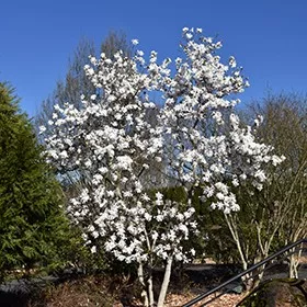 Fehér Csillagvirágú liliomfa - Magnolia 'Royal Star' K3